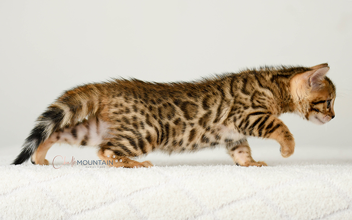 Bengal kitten for sale